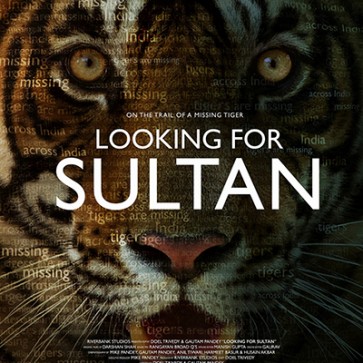 Looking for Sultan