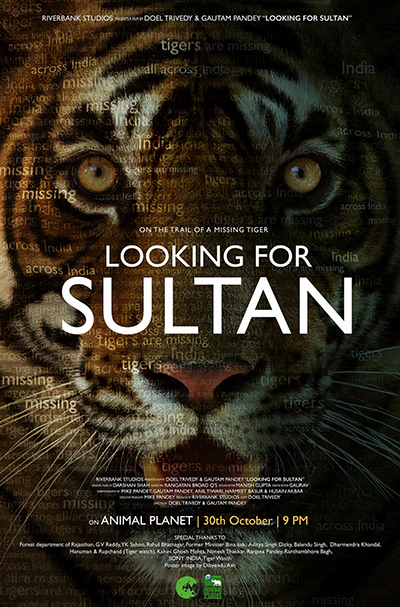 LOOKING FOR SULTAN